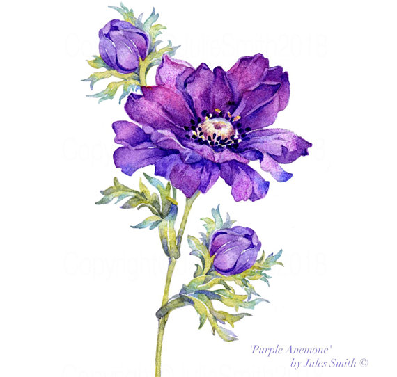 570x542 Watercolour Flower Painting Purple Anemone Limited Edition - Anemone Flower Painting