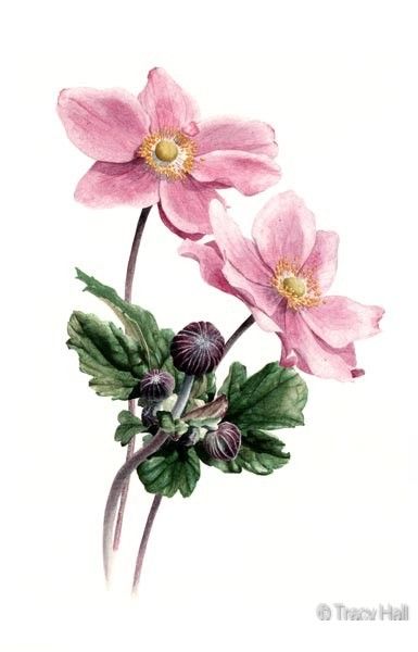 385x600 Japanese Anemone Watercolour Flower Painting By Tracy Hall - Anemone Flower Painting