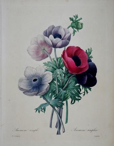 373x479 Pierre Joseph Redoute (1759 1840), Anemone Simple Arader Galleries - Anemone Painting