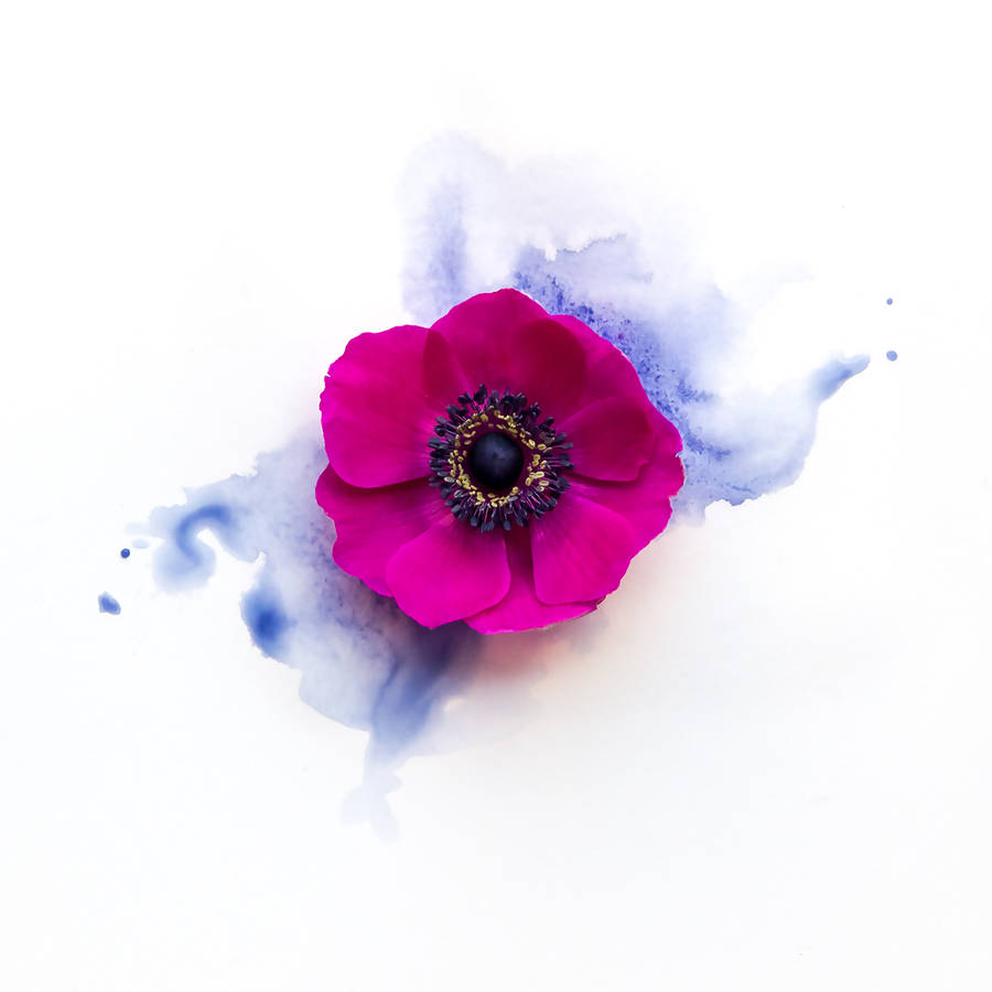 900x900 Anemone Flower With Watercolour Floral Art Print By Georgie St - Anemone Painting