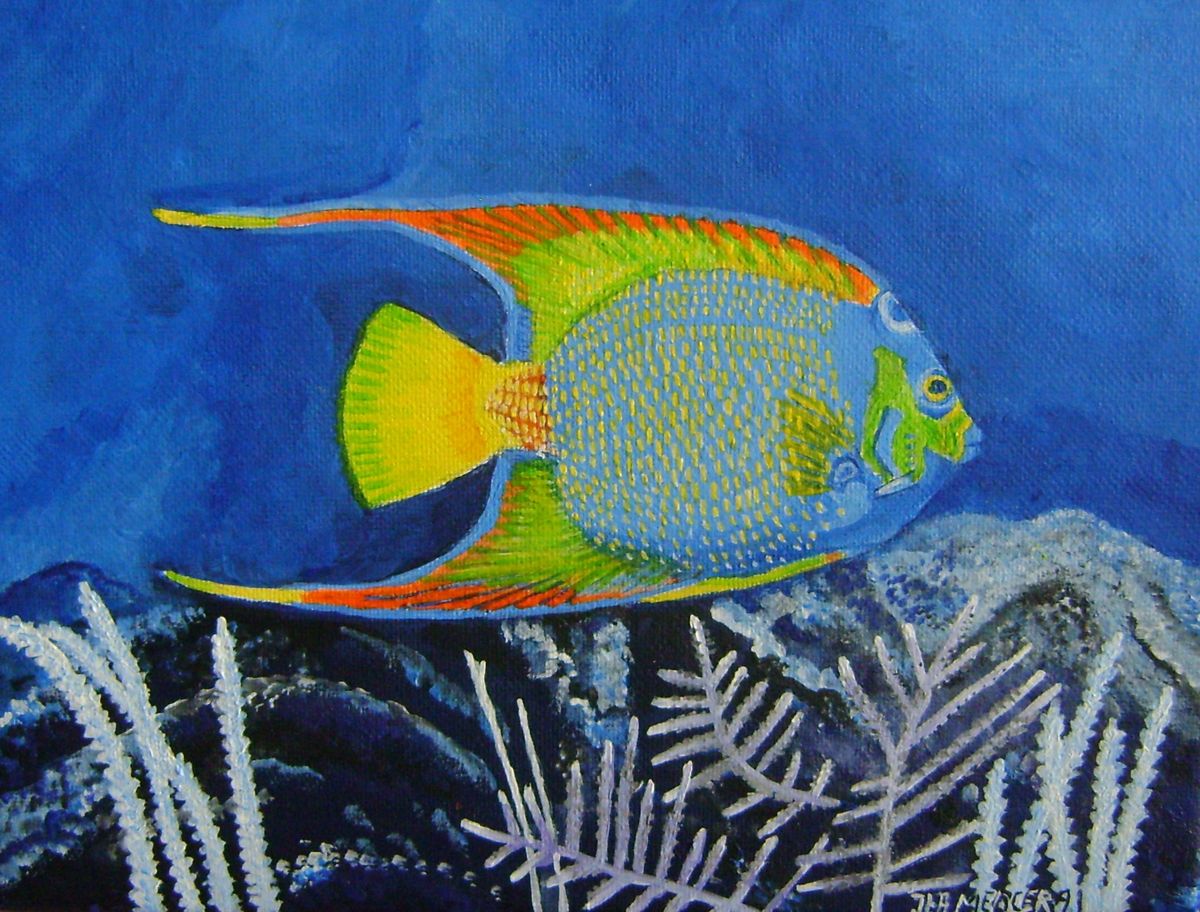 1200x912 Queen Angel Fish (Ita Mercera) - Angel Fish Painting