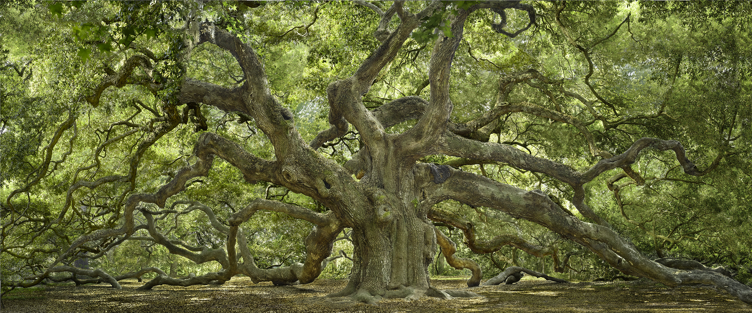 2400x999 Angel Oak By Will Connor (Color Photograph) Artful Home - Angel Oak Painting