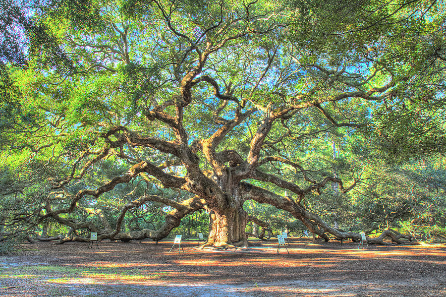 900x599 Charleston's Angel Oak Tree Photograph By Pierre Leclerc Photography - Angel Oak Painting