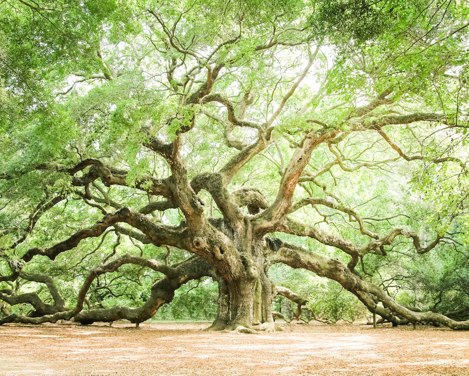 953x763 Charleston Art Low Country Live Oaks Angel Oak Fine Art - Angel Oak Painting