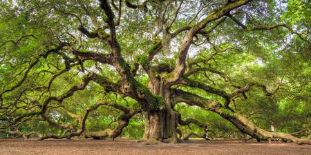 450x225 Stunning Live Oak Trees Artwork For Sale On Fine Art Prints - Angel Oak Painting