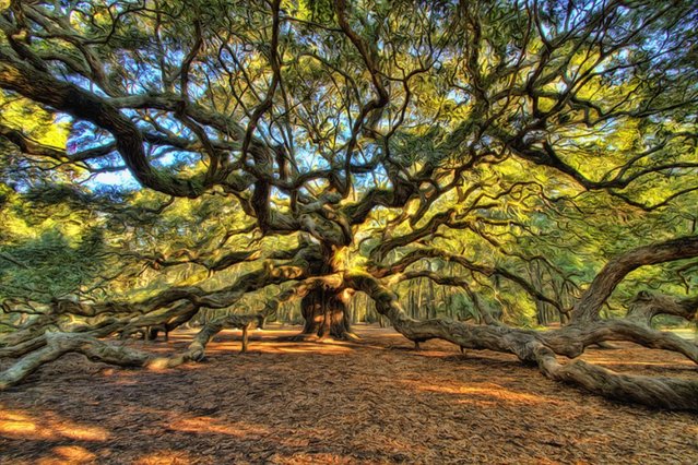 639x426 The Angel Oak Tree In South Carolina - Angel Oak Painting