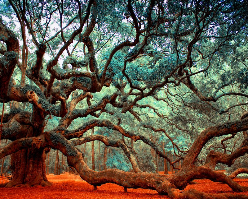 800x640 Angel Oak Charleston Sc Tree Print South Carolina Large Wall - Angel Oak Painting