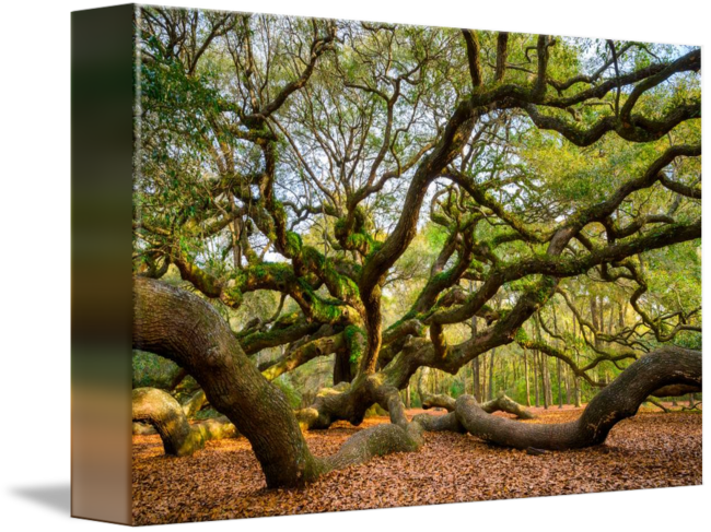 650x487 Charleston Angel Oak Tree South Carolina Landscape By Dave Allen - Angel Oak Tree Painting