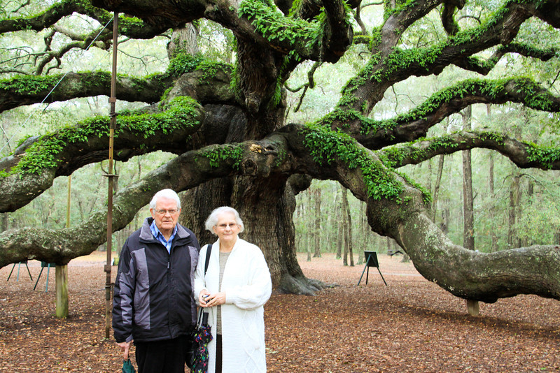 800x534 Charleston Daily Photo Angel Oak Tree - Angel Oak Tree Painting