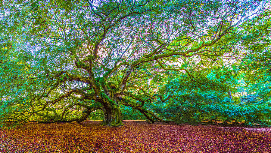 Angel Oak Tree Painting at PaintingValley.com | Explore collection of ...