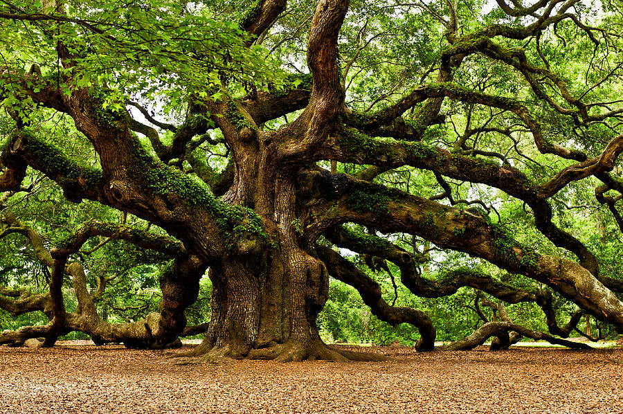 900x598 Mystical Angel Oak Tree Photograph By Louis Dallara - Angel Oak Tree Painting