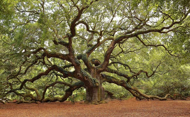 Angel Oak Tree Painting at PaintingValley.com | Explore collection of ...