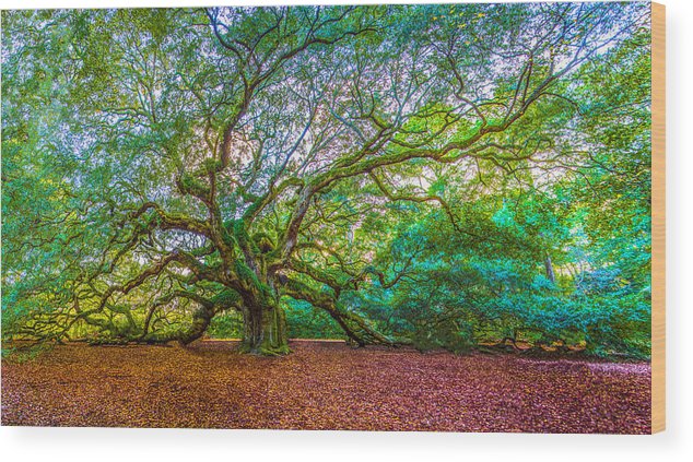 634x423 Panoramic Angel Oak Tree Charleston Sc Wood Print By John Mcgraw - Angel Oak Tree Painting