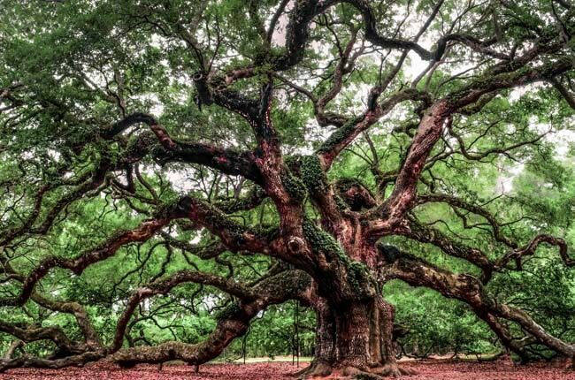 650x430 Pin By Rachel Ravanelli On Outdoors Amp Shit - Angel Oak Tree Painting