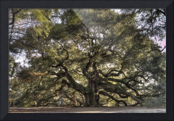 350x244 Stunning Angel Oak Artwork For Sale On Framed Prints - Angel Oak Tree Painting
