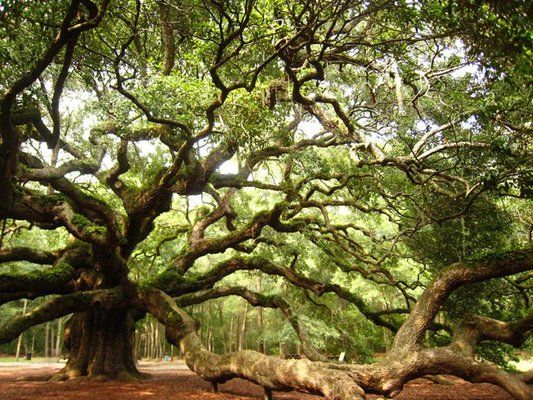 Angel Oak Tree Painting at PaintingValley.com | Explore collection of ...