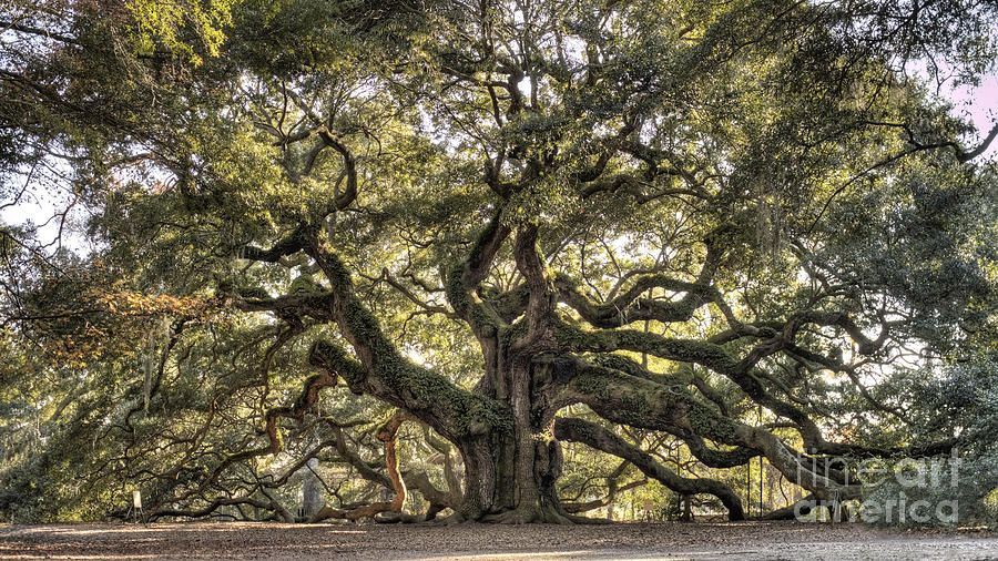900x506 Painting Live Oak Angel Oak Tree Live Oak Photograph Want It - Angel Oak Tree Painting