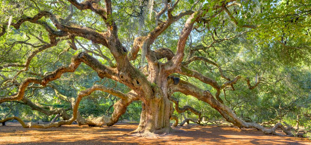 1000x467 Angel Oak Tree, Charleston, Sc Trees Angel Oak - Angel Oak Tree Painting