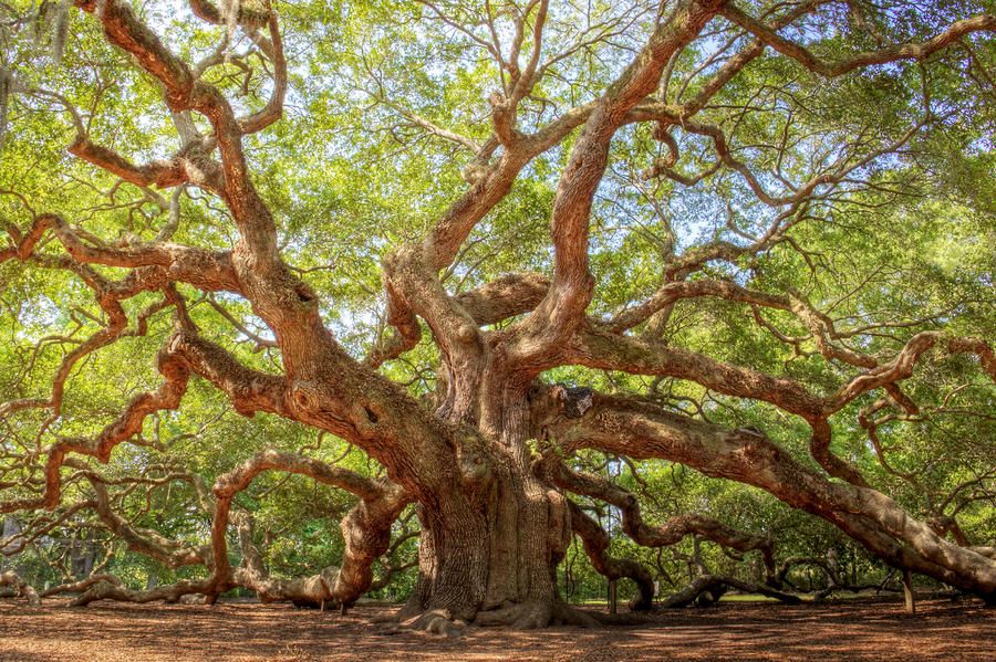 900x599 Angel Oak In Charleston, Sc Reportedly The Oldest Living Thing - Angel Oak Tree Painting