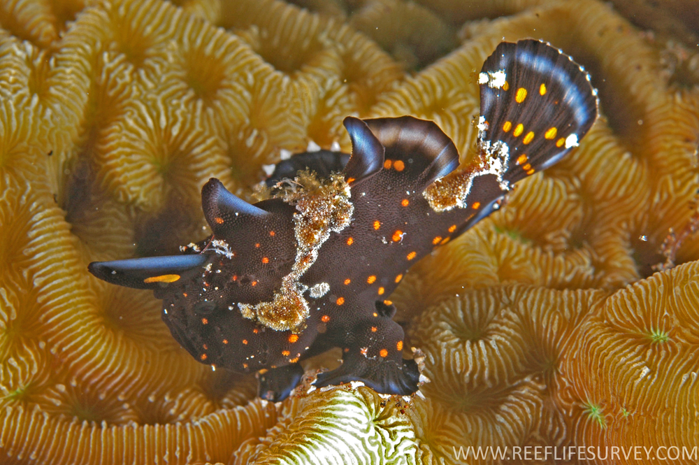 1000x665 Antennarius Pictus - Angler Fish Painting
