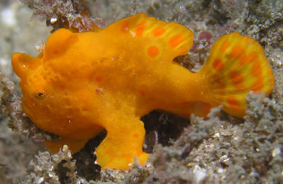 400x261 Painted Anglerfish, Sea Fishes, Deep Sea Animals, Fish, Deep Sea - Angler Fish Painting