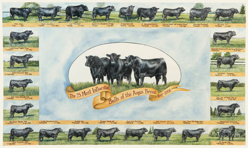 500x300 Cattle - Angus Painting