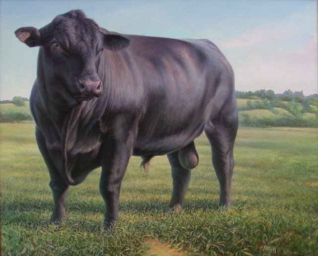 640x516 Hans Droog Artwork Black Angus Bull Original Painting Oil - Angus Painting