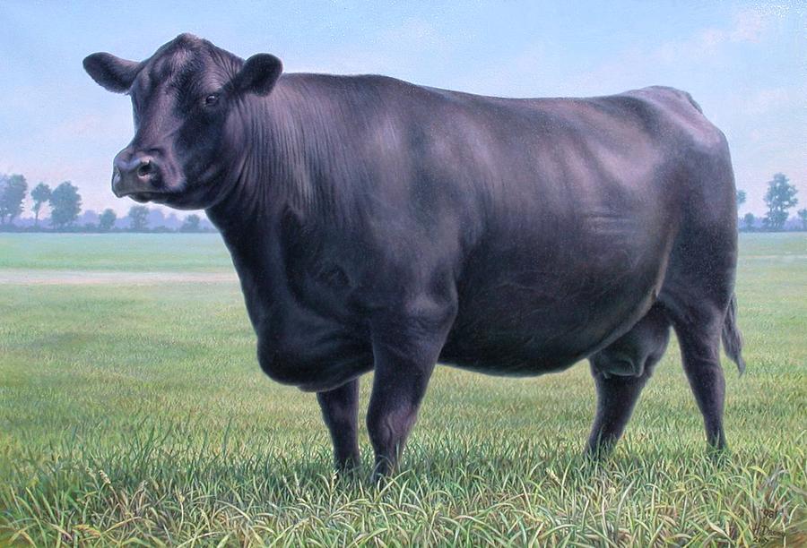 900x612 Angus Cow 981 2007 Painting By Hans Droog - Angus Painting