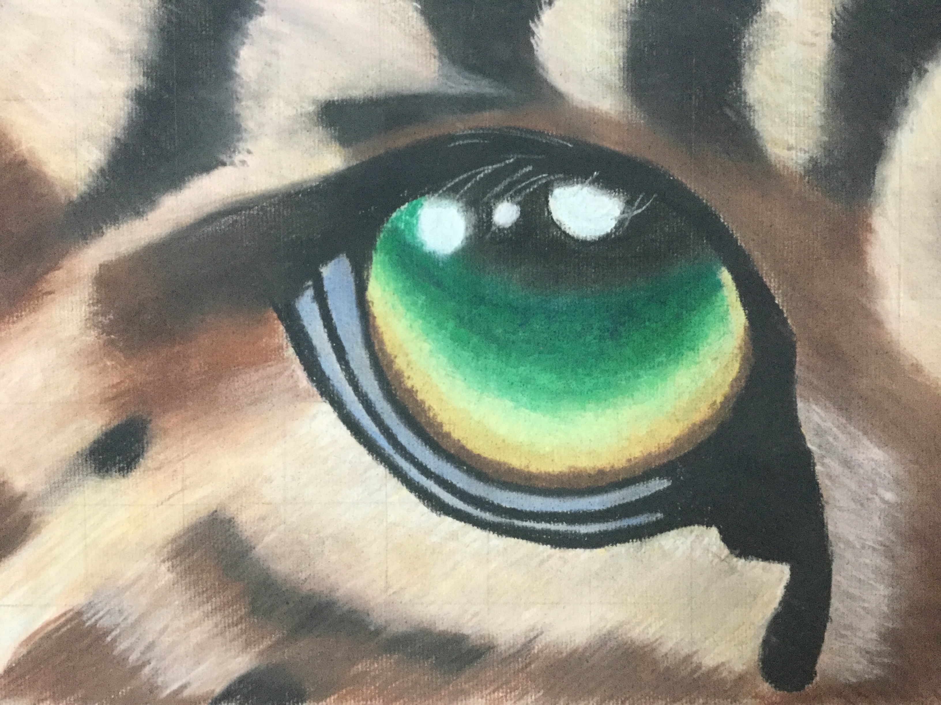 3264x2448 Animal Eyes In Grade 7 Mrs Jardin's Art Room - Animal Eye Painting