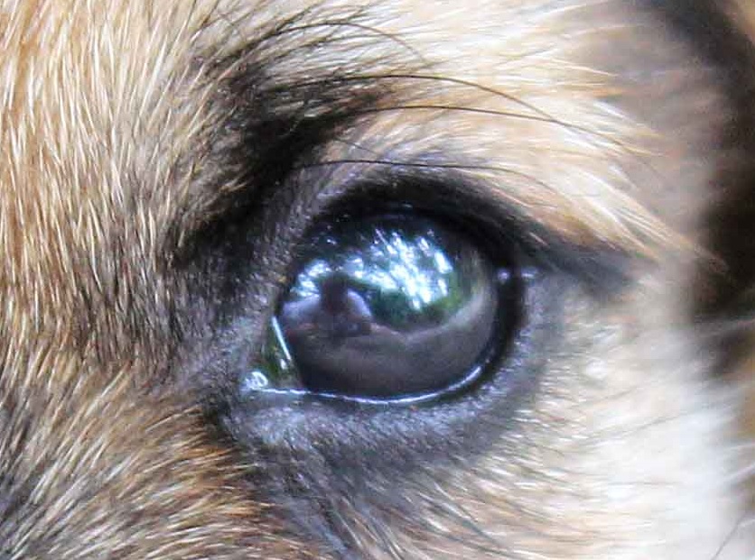 836x621 Drawing Pet Portraits Part 1 How To Draw A Dog's Eye My - Animal Eye Painting