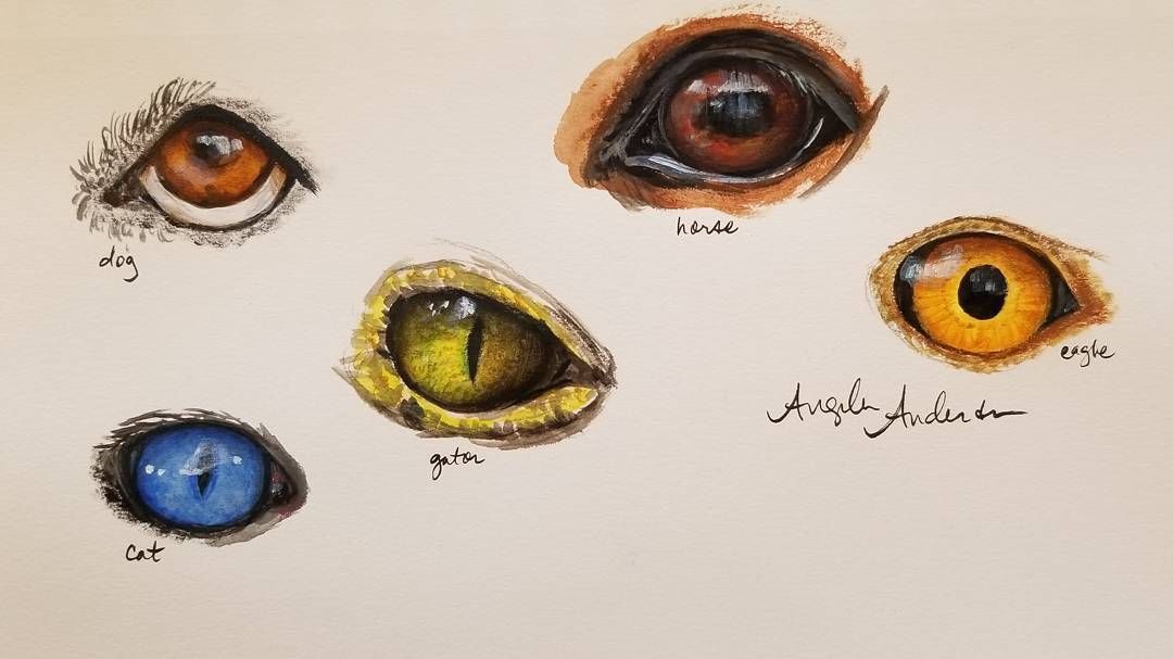 1080x607 Angela Anderson Is Creating Acrylic Painting Video Tutorials - Animal Eye Painting