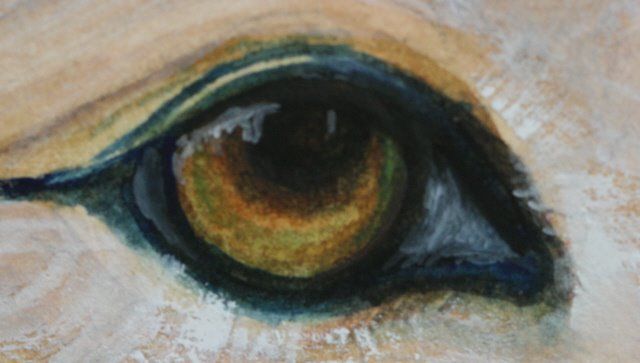640x363 Animal Eyes Craft Painting Deer Eyes And Paintings - Animal Eye Painting