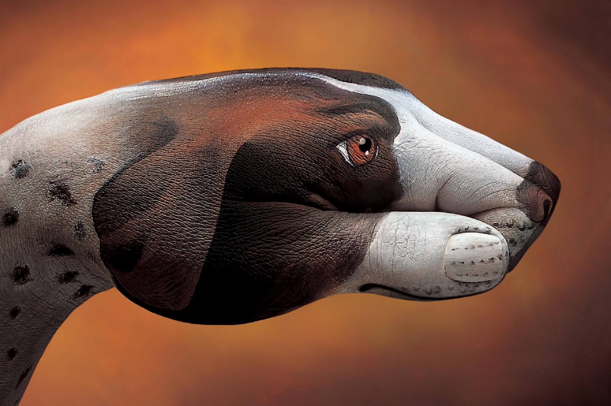 2048x1360 Creative Animal Hand Paintings Handimals By Guido Daniele - Animal Hand Painting