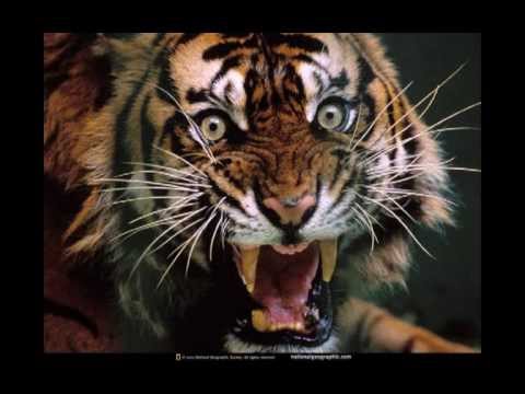 480x360 Stunning Oil Painting Art Animal.avi - Animal Oil Painting