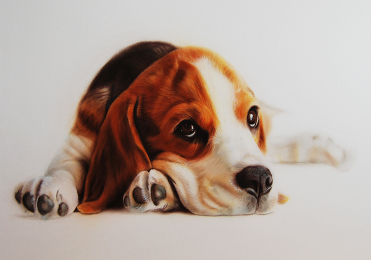 725x508 Pet Portraits And Commissions Springz Art - Animal Portrait Painting