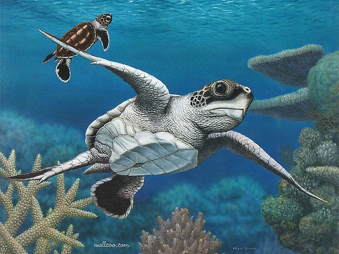 700x525 Greenturtle, Australian Wildlife Painting By Rod Scott 1 - Animals Painting Art