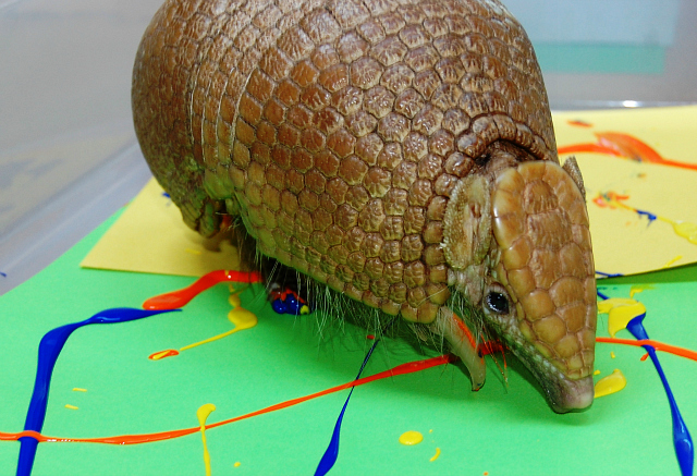 640x437 Oklahoma Zoo Transforms Their Animals Into Artists - Animals Painting Pictures