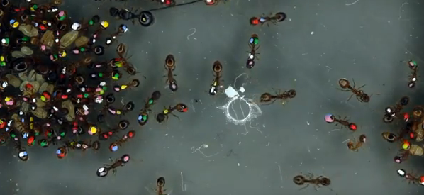 598x275 How To Paint Ants - Ant Painting