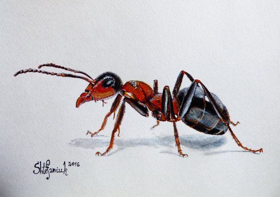 570x402 Red Ant Painting, Ant Painting, 8x12, Acrylic On Watercolor - Ant Painting