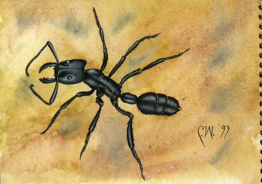 542x381 Black Ant By Carolynwatsondubisch - Ant Painting