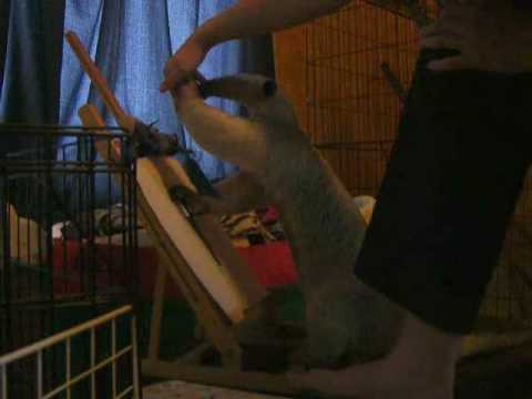 480x360 Anteater Painting - Anteater Painting