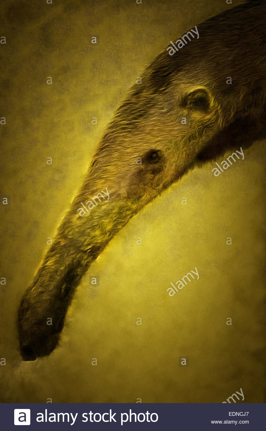 861x1390 Giant (Three Toed, High) Anteater (Lat. Myrmecophaga Tridactyla - Anteater Painting