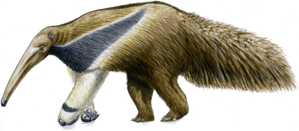 591x259 Giant Anteater Bird And Wildlife Art And Illustration - Anteater Painting