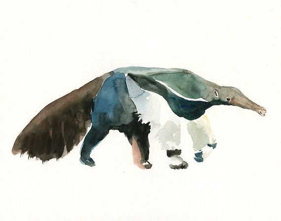 570x449 Anteater By Dimdi Original Watercolor Painting 10x8inch - Anteater Painting