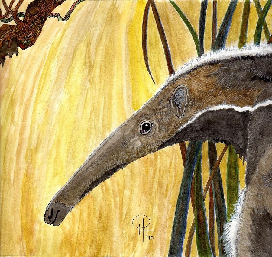 900x851 Land Of The Giant Anteater Painting - Anteater Painting