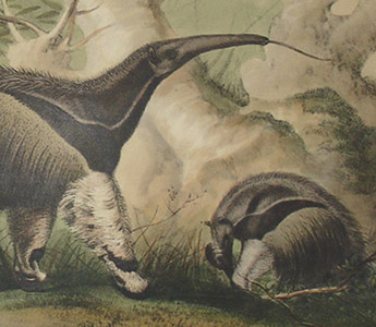 345x300 Natural History Art, Mammals, Anteater, Wombat, Zoological - Anteater Painting