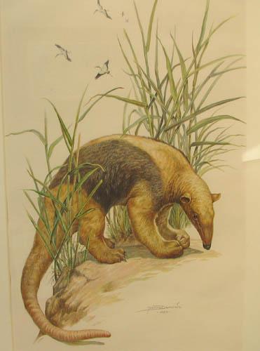 371x500 Yvonne Demonte Painting Of Anteater Or Tapir - Anteater Painting