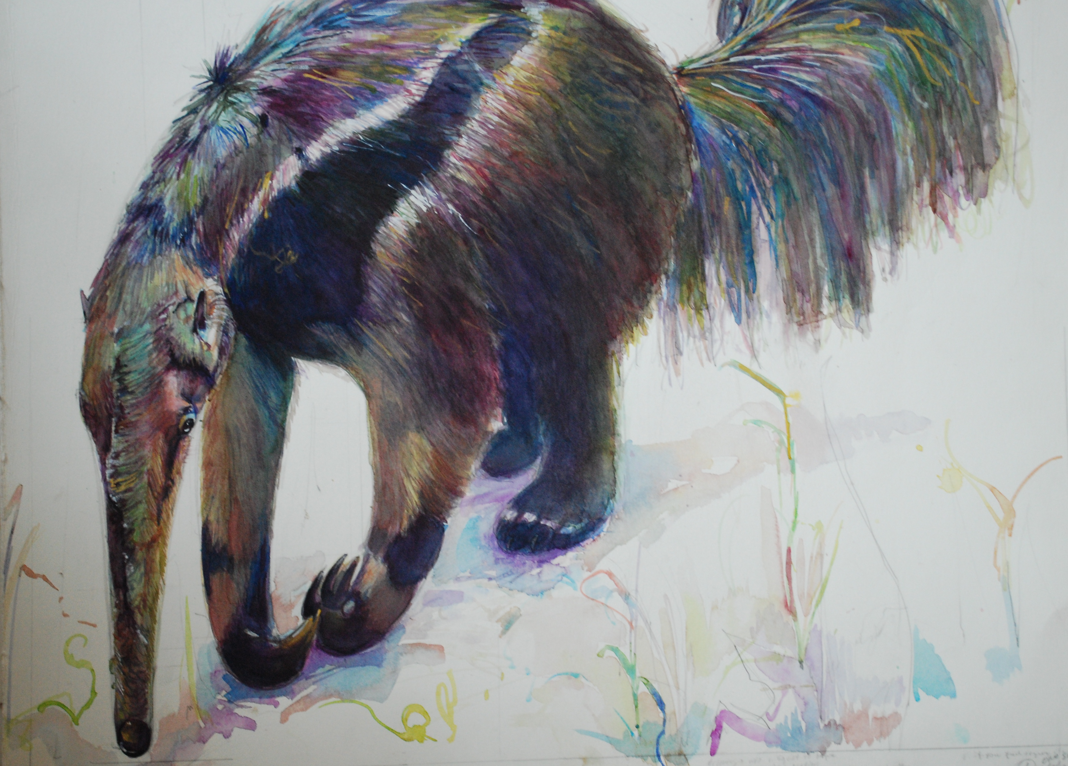 3484x2498 Peggymacnamara Art Collections - Anteater Painting