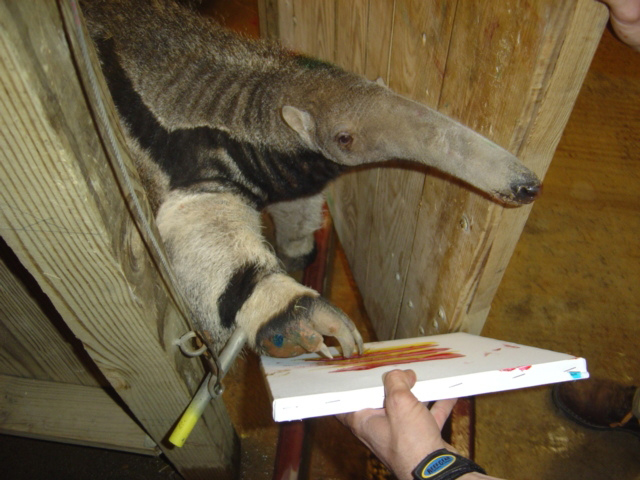 640x480 Animal Paintings - Anteater Painting