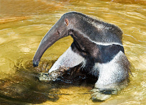 300x216 Anteater Art Fine Art America - Anteater Painting